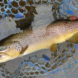 ラインブレイク多発 ～岡崎トラウトポンド～